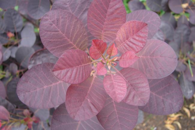 Smoke bush (Cotinus 'Royal Purple' 