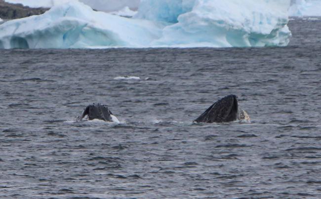 Humpback whales are commonly seen