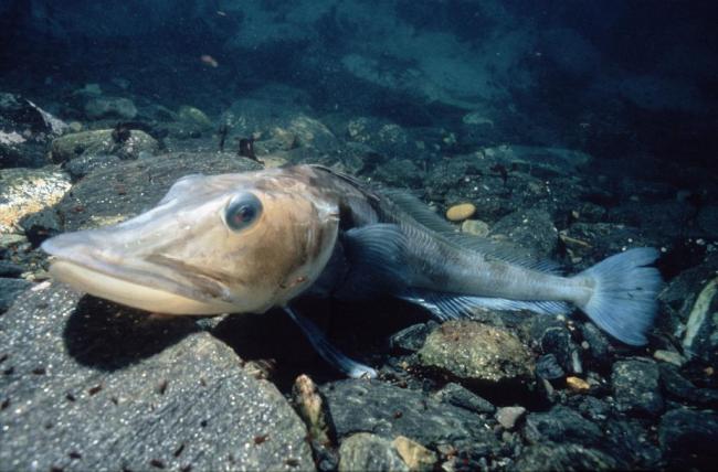 Icefish grow very slowly in the frigid waters