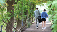 Two people walking away on a brick pathway lined with wisteria.